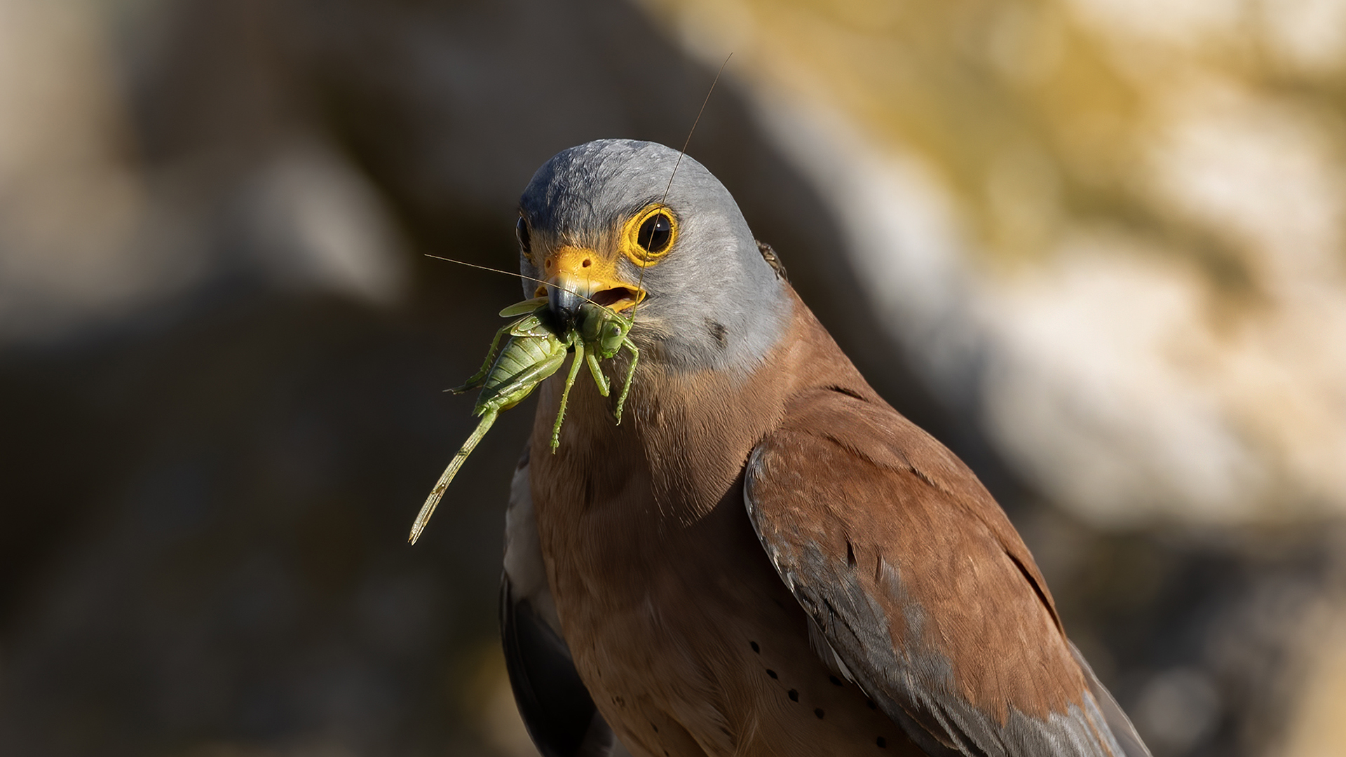 Lesser Kestrel